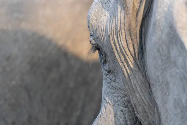 Imagen Cercana Del Ojo Izquierdo Elefante Con Pestañas Claramente Visibles — Foto de Stock