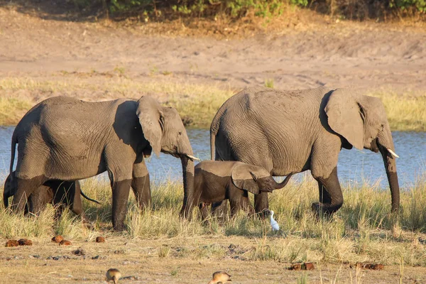 Rodzina Słoni Przepływających Rzekę Chobe Botswanie — Zdjęcie stockowe