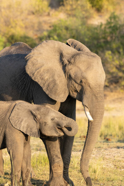 A baby elephant with its mother on the banks of the Chobe river in Botswana
