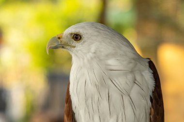 Endonezya 'da Nusa Penida adasında vurulan Brahminy Uçurtması (Haliastur Indus) kuşu