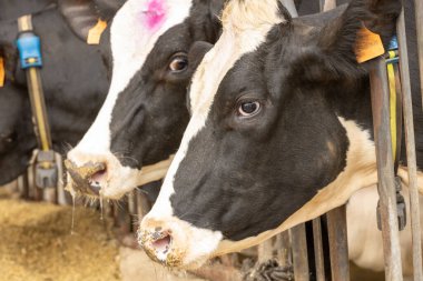 Yem ranzasındaki bir Holstein süt ineğinin yan profili.