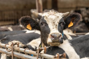 Pis bir süt ineği hijyenik olmayan koşullarda tutulur. Çevre kirlidir ve inek sağlıklı gözükmez.