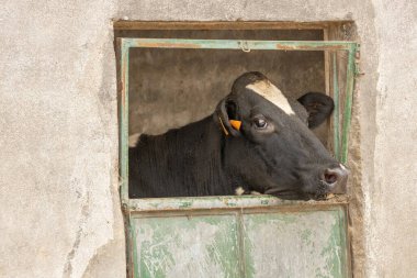 Portekiz 'de bir çiftlikteki eski bir kapıdan bakan bir sığır.