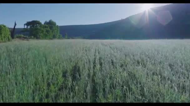 一个低空视频 在黎明时分穿过一片绿色的田野 阳光正穿过黑麦草 从升起的太阳上可以看到晶状体的闪光 — 图库视频影像