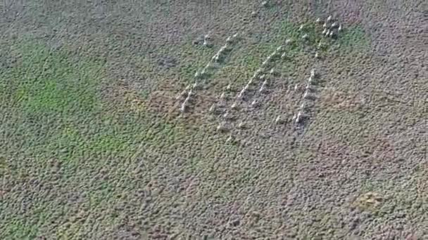 南非的自由放牧羊3 俯瞰美利奴繁殖羊穿过牧场的空中景观 — 图库视频影像