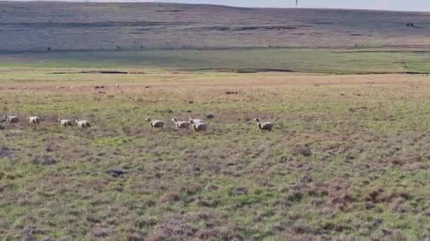 Free Range Sheep Grazing South Africa Aerial View Merino Breed — Stock Video