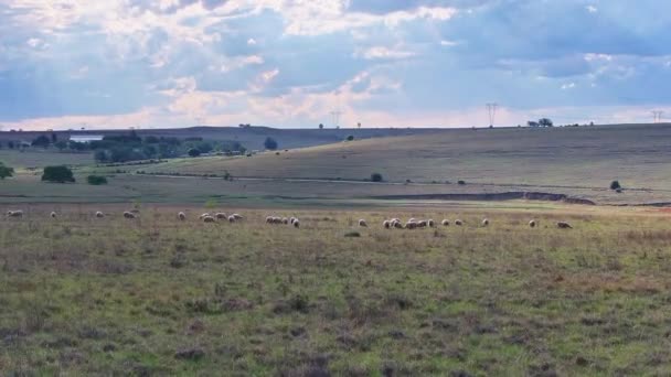 Вільний Діапазон Випасання Овець Південній Африці Аерофотозйомка Вівці Породи Мериносів — стокове відео