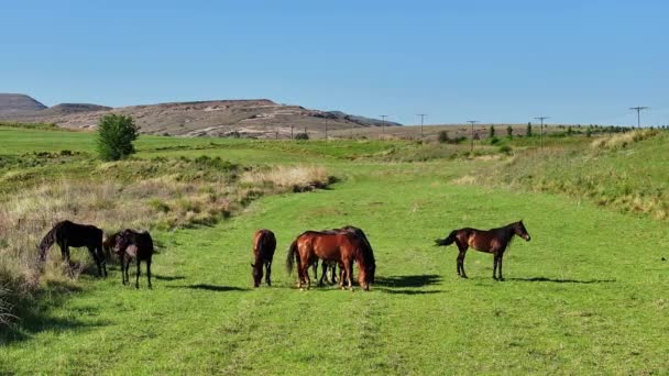 Paarden Weide Langzaam Inzoomen — Stockvideo