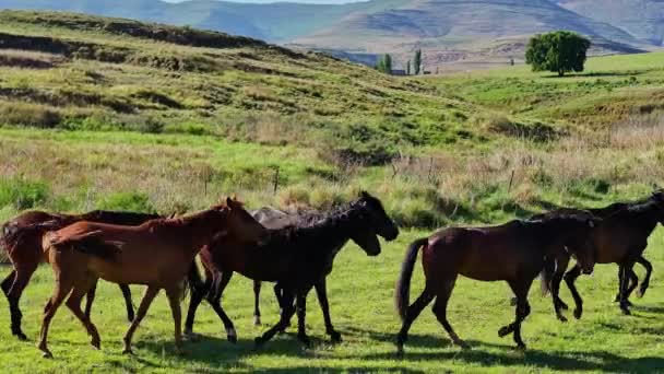 Pferde Auf Der Weide Rennen Nachschuss — Stockvideo