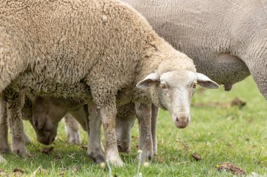 Birkaç Merino Güney Afrika 'da otlayan koyunlar yetiştiriyor.