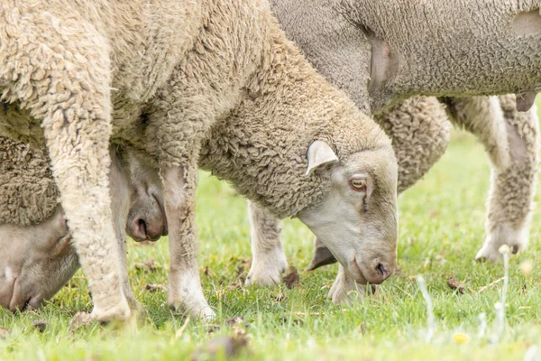 Birkaç Merino Güney Afrika 'da otlayan koyunlar yetiştiriyor.