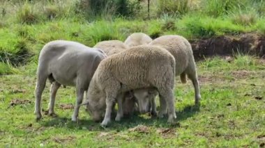 Merino Güney Afrika 'da otlayan koyunlar yetiştiriyor. Hayvanlar ısıran böceklerin tahrişinden etkilenmiş gibi görünüyor..