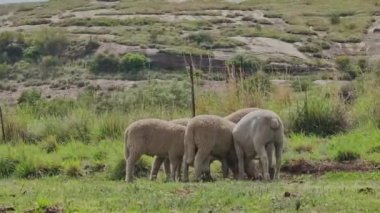 Merino Güney Afrika 'da otlayan koyunlar yetiştiriyor. Hayvanlar ısıran böceklerin tahrişinden etkilenmiş gibi görünüyor..