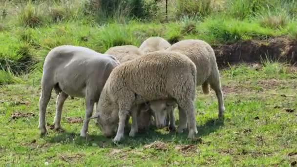 Merino Plemeno Ovce Pasoucí Pastvině Jižní Africe Zdá Zvířata Jsou — Stock video