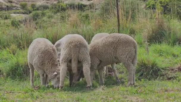 メリノは南アフリカの牧草地で羊を飼育している 動物は 虫を噛むことによる刺激や軽度の熱ストレスの影響を受けているようです — ストック動画
