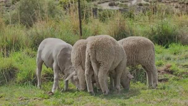 Merino Φυλή Πρόβατα Βόσκηση Ένα Βοσκότοπο Στη Νότια Αφρική Ζώα — Αρχείο Βίντεο