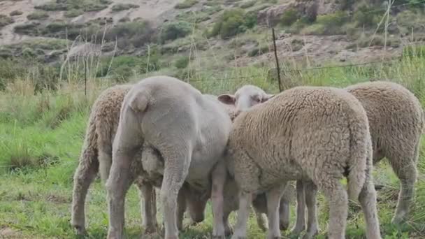 Merino Cría Ovejas Pastando Pasto Sudáfrica Los Animales Parecen Estar — Vídeo de stock