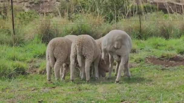 Merino Razza Pecore Pascolo Pascolo Sud Africa Gli Animali Sembrano — Video Stock