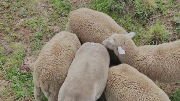 Merino Φυλή Πρόβατα Βόσκηση Ένα Βοσκότοπο Στη Νότια Αφρική Ζώα — Αρχείο Βίντεο