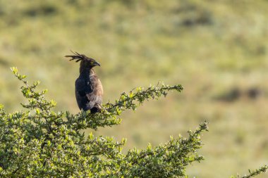 Bir ağaçta oturan uzun ibikli kartal (Lophaetus occipitalis), uzakta avını arar. Keskin sarı gözleri ve ayırt edici uzun arması açıkça görülebilir..