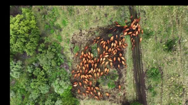 Κηφήνας Πλάνα Από Ακριβώς Πάνω Από Ένα Κοπάδι Κόκκινων Αγελάδων — Αρχείο Βίντεο