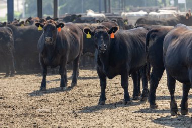 Black Angus breed cattle in a feedlot or feed yard. Ear tags and electronic monitoring tags have been touched up to removed distinguishing numbers and features clipart