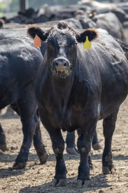 Black Angus breed cattle in a feedlot or feed yard. Ear tags and electronic monitoring tags have been touched up to removed distinguishing numbers and features clipart