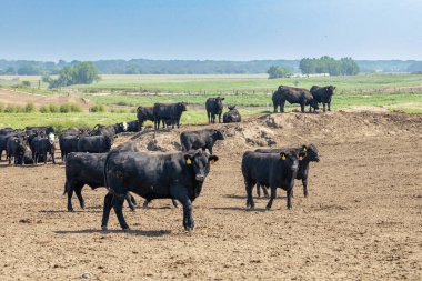 Black Angus breed cattle in a feedlot or feed yard. Ear tags and electronic monitoring tags have been touched up to removed distinguishing numbers and features clipart