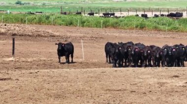 Siyah Angus sığırlarının yemlik ya da yem alanlarında soldan sağa doğru yatay izleme görüntüleri..