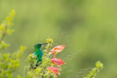 A malachite sunbird (Nectarinia famosa) sitting amongst vibrant green foliage, behind a pink and red infused flower. It is looking at the camera. The smooth bokeh and negative space provides ideal copy space. clipart