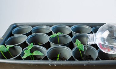 Plastik şişe tohum kutularını sıkıca suluyor.
