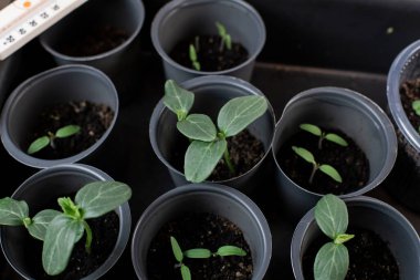 Saksıda yetişen otlar. Kapalı alanda bahçe işleri, yetiştirilen bitkiler, filizlenen bitki tohumları, masaya yakın.