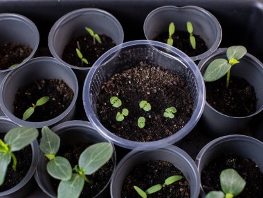 Saksıda yetişen otlar. Kapalı alanda bahçe işleri, yetiştirilen bitkiler, filizlenen bitki tohumları, masaya yakın.