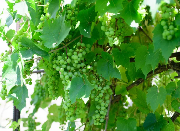 Lot Hanging Grapes Grape Farming Unripe Green Grape — Stock Photo, Image