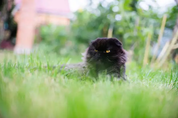 Czarny Kot Leżący Zielonej Trawie — Zdjęcie stockowe