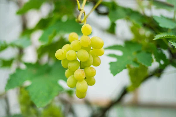 Ripe Grape Cluster Hangs Branch Grapes Ready Harvest — Stock Photo, Image