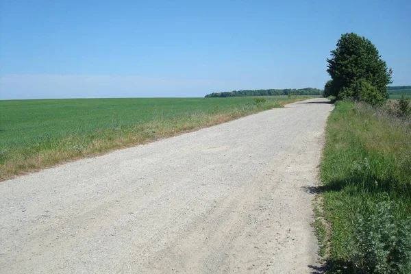 Arka planda toprak yolu ve ağacı olan bir tarla manzarası.