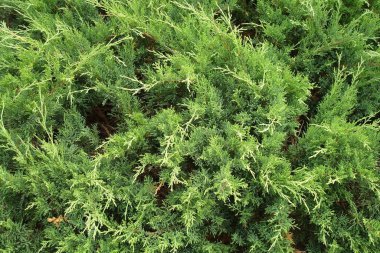 Çam iğneleri yakın çekim ile sabitlenmiş. Yukarıdan görüntüle.