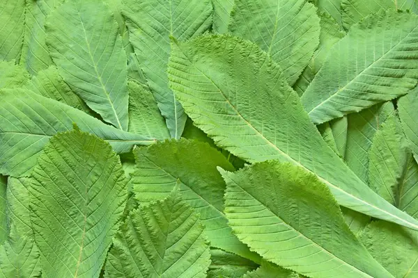 Green chestnut leaves fixed with a close-up photo shooting. View from above.