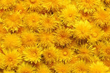 Sarı karahindiba çiçekleri yakın çekim ile sabitlenmiş. Yukarıdan görüntüle.