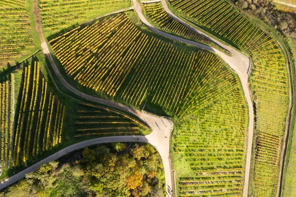 Vineyards in the hills near the town of Rdesheim am Rhein in Hesse, Germany