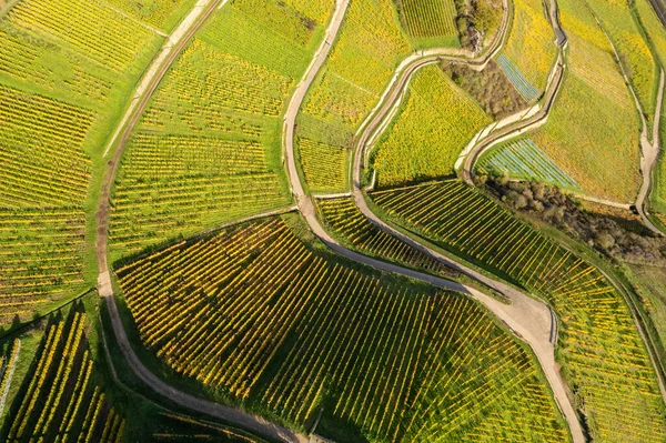 Vineyards in the hills near the town of Rdesheim am Rhein in Hesse, Germany