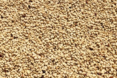 Honey process coffee with sunlight on the floor. for abstract background