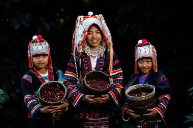 CHIANG RAI, THAILAND - February 20,2020 young girl karen ethnic woman holding basket of coffee beans at coffee plantation on dark, north of chiang rai thailand