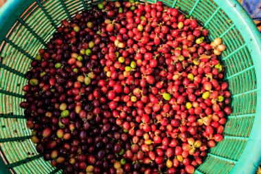 organic red berries coffee beans in basket top view.
