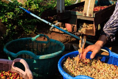 farmer hand and coffee bean machine process in factory at chiangrai thailand.