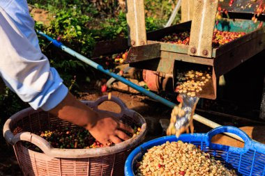 farmer hand and coffee bean machine process in factory at chiangrai thailand.