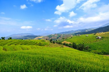 landscape view rice fields terrace at Pa Bong Pieng chiang mai north of thailand and blur sky background in winter,