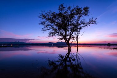 Long exposure shot of silhouetted trees reflected in water and over colorful sunset blue and pink sky background, romantic at twilight for wallpaper