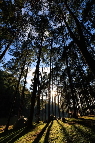 fair light from the sun and shadow of the pine trees in afternoon at the camping area, Pang-Ung  Mae Hong Son, North of Thailand, in the winter season, travel nature concept,